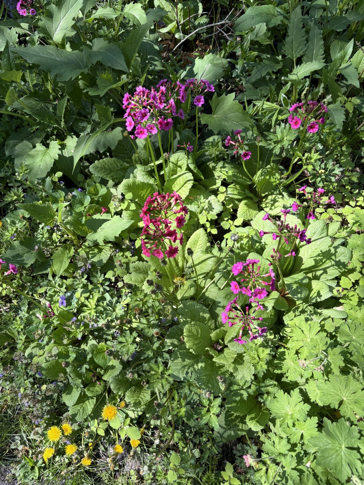 Expert Brings Historic Connecticut Gardens to Old Lyme, Wednesday