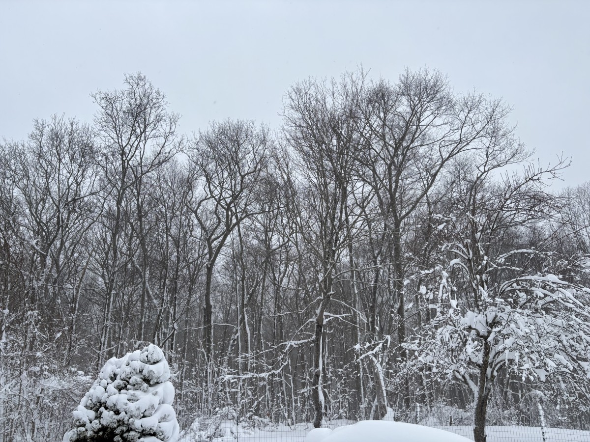 A nondescript area of snowcovered trees.