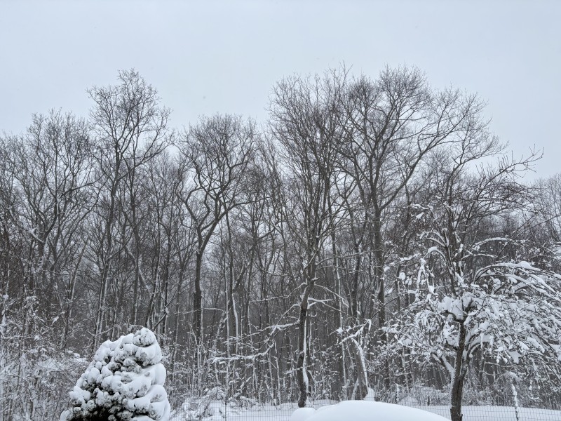 A nondescript area of snowcovered trees.
