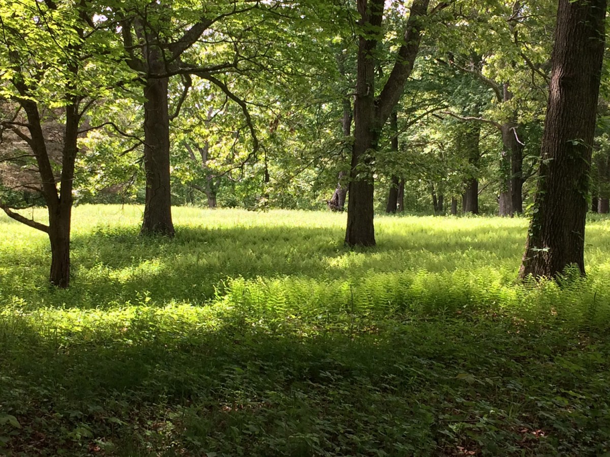Four trees shade bright green vegetation on the floor of the Lohmann-Buck-Twining Preserve on a sunny day.