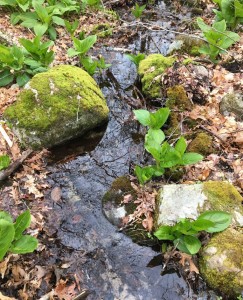 A stream bends around mossy rocks. 
