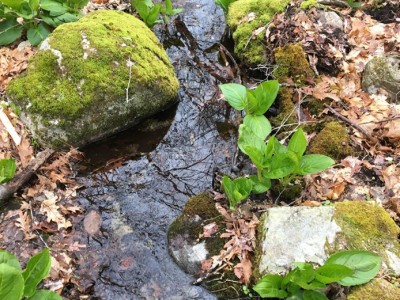 A stream bends around mossy rocks.