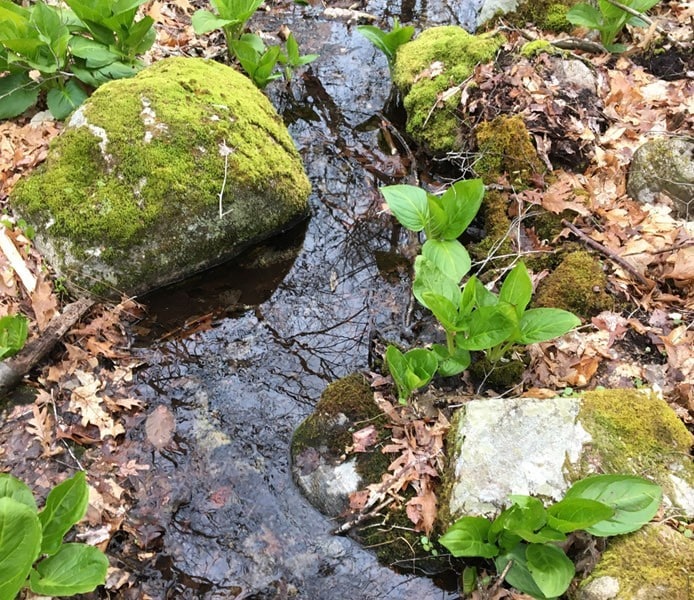 A stream bends around mossy rocks.