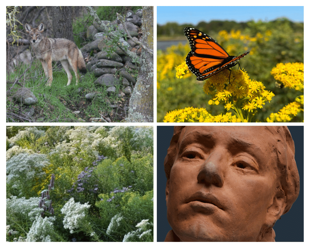 A collage shows a coyote, monarch butterfly, terracotta sculpture and flowering native plants.