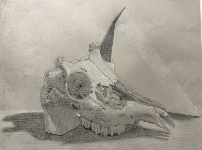 The skull of an animal that appears to be a deer.