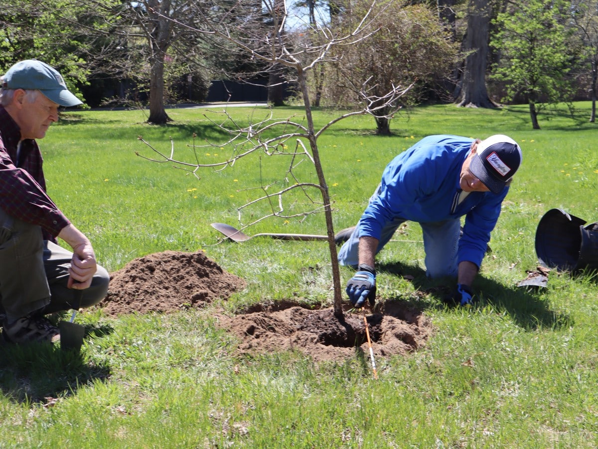 Degnan points to the root ball visible above the top of the hole.