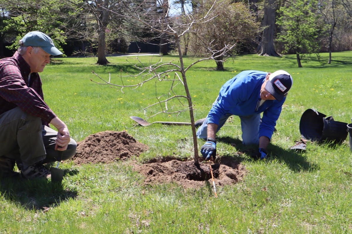 Degnan points to the root ball visible above the top of the hole.