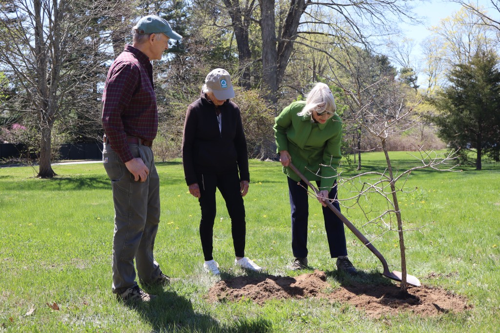 Joanne DiCamillo bends with a shovel in her hand over the mostly planted tree.