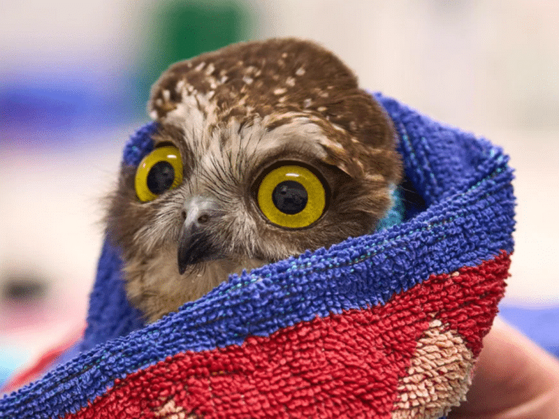 An owl in a towel.
