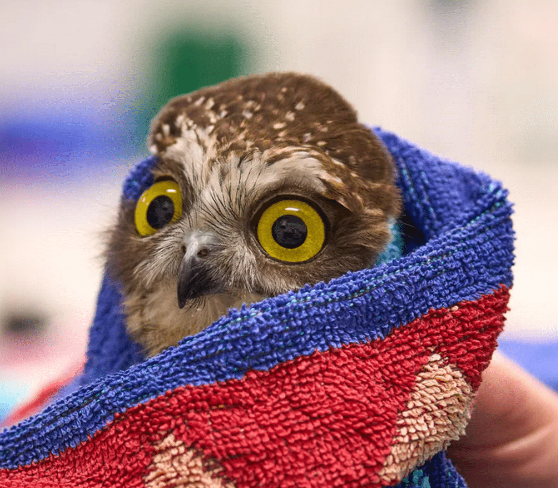 An owl in a towel.
